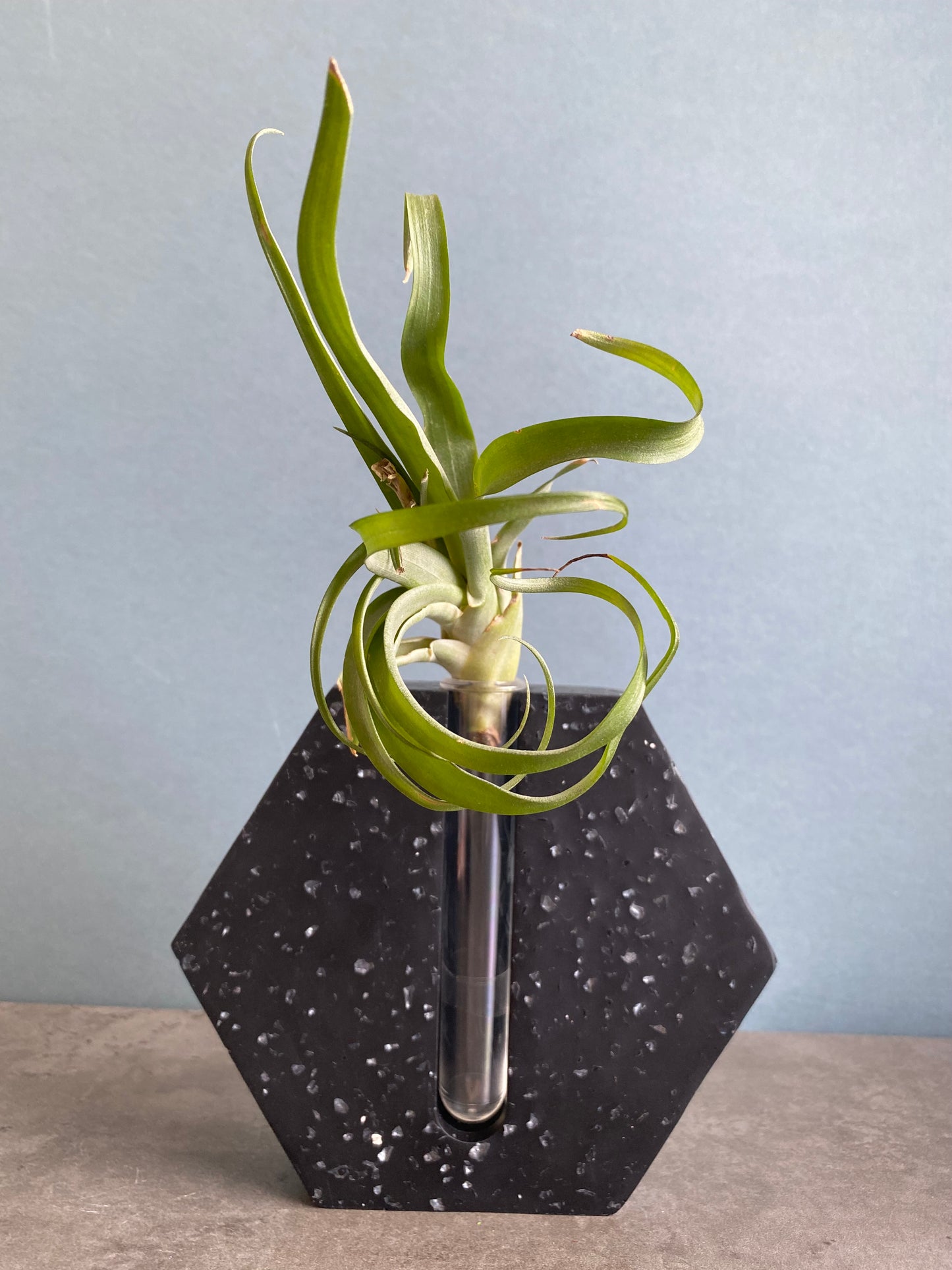 Vase, Propagation station , Hydroponic plant vase