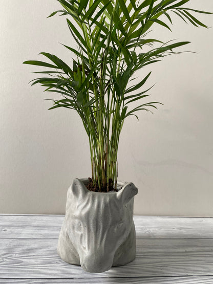 Zebra shaped pot, Funny planters