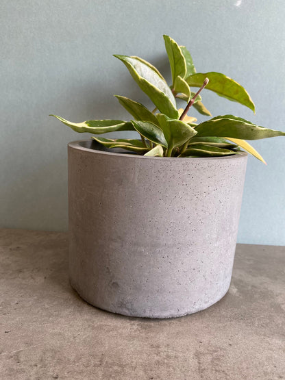 Round large concrete plant pot