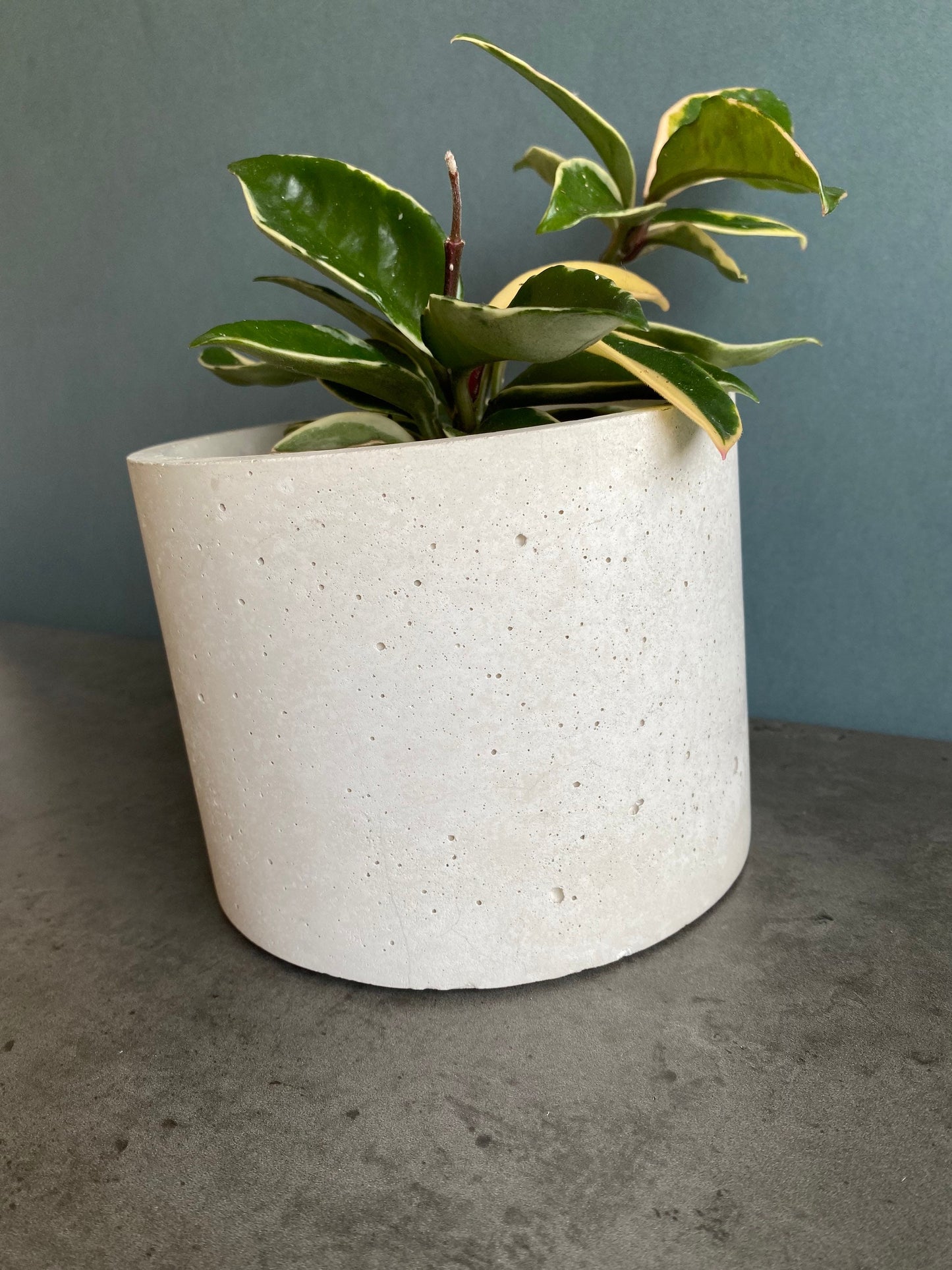 Round large concrete plant pot